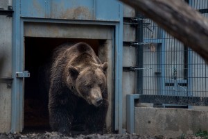 Pécsi állatkert medvefigyelés