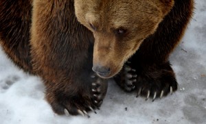 Medveárnyék a Budapesti Állatkertben