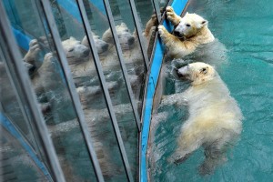 Jegesmedvék a Budapesti Állatkertben