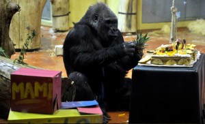 40 éves gorilla
