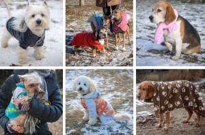 Kutyák felöltöztetve  Debrecenben
