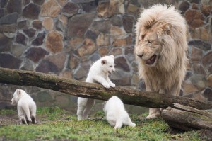Fehér oroszlánkölykök Nyíregyházán